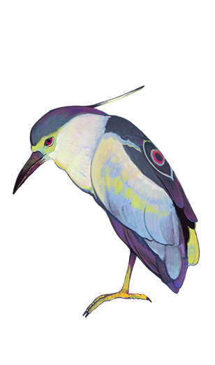 bird.png