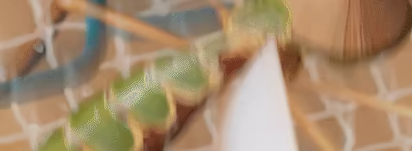 The Mosquito Gang video 6