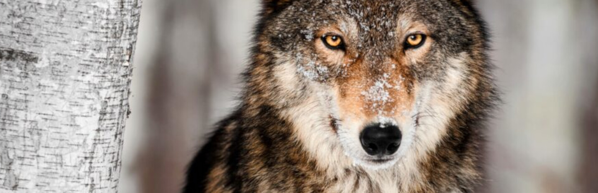 The Wolf's Hunt
