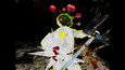 Screenshot #7