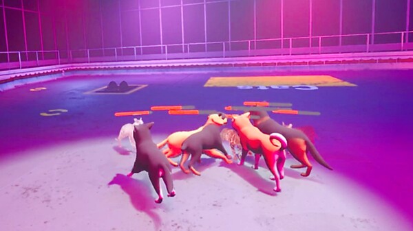 Claw Clash: Cat vs Dog Betting