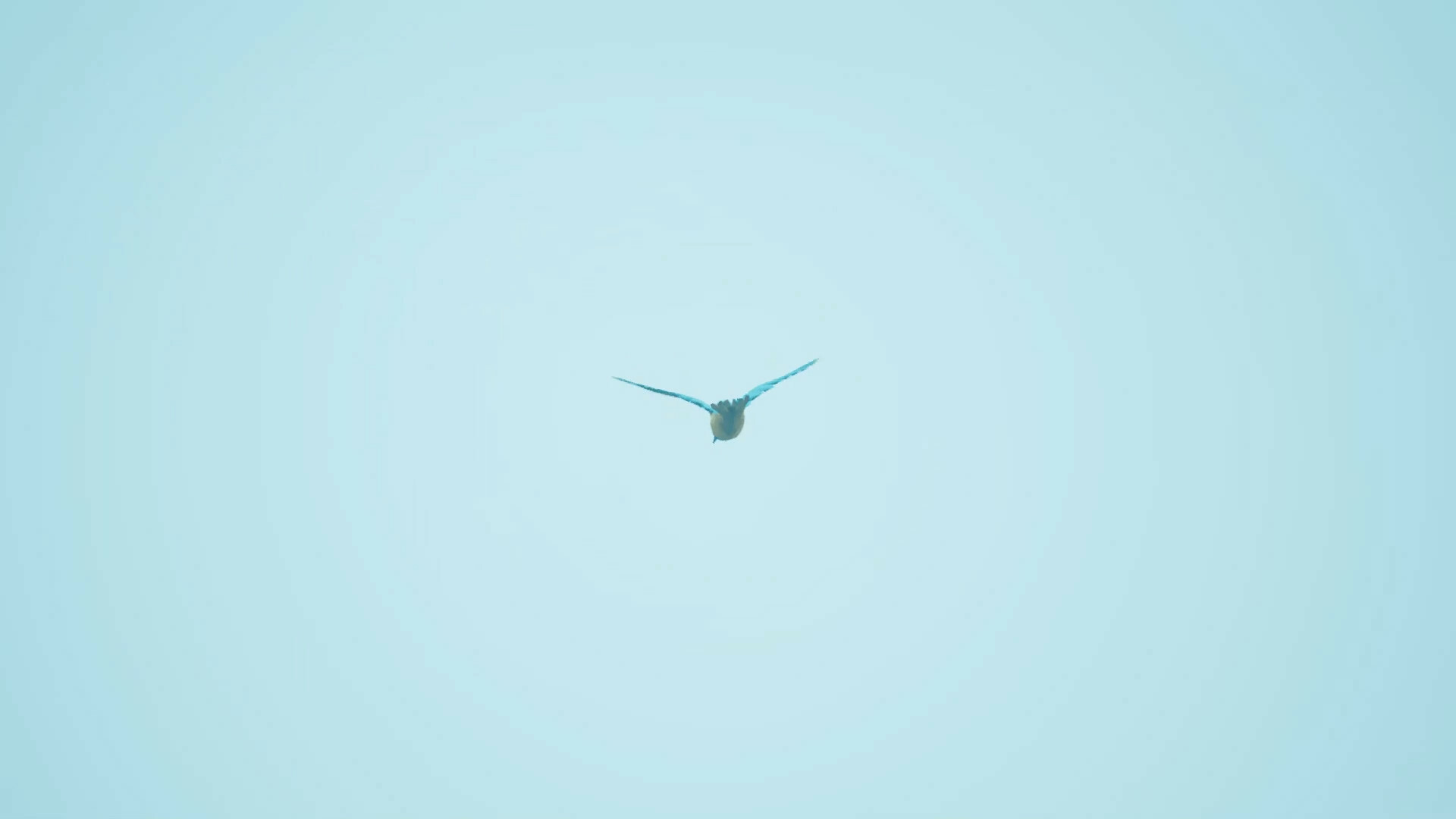 Bird Feather: Aquamarine World screenshot #6