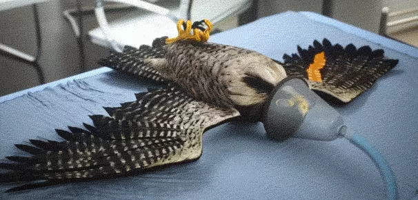 Enter Falconry video 3
