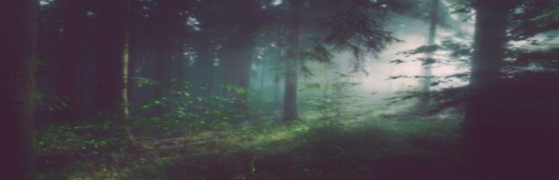 Escape The Forest