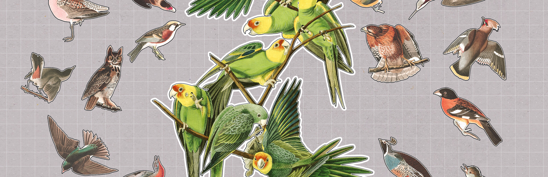 Birds Huddled Together