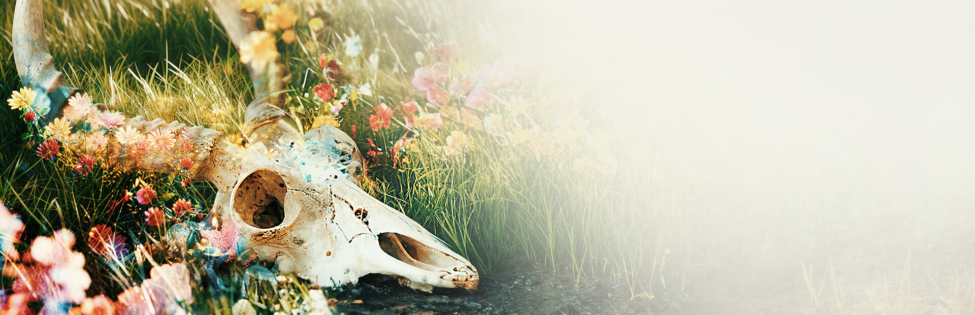 The Fading of Nicole Wilson