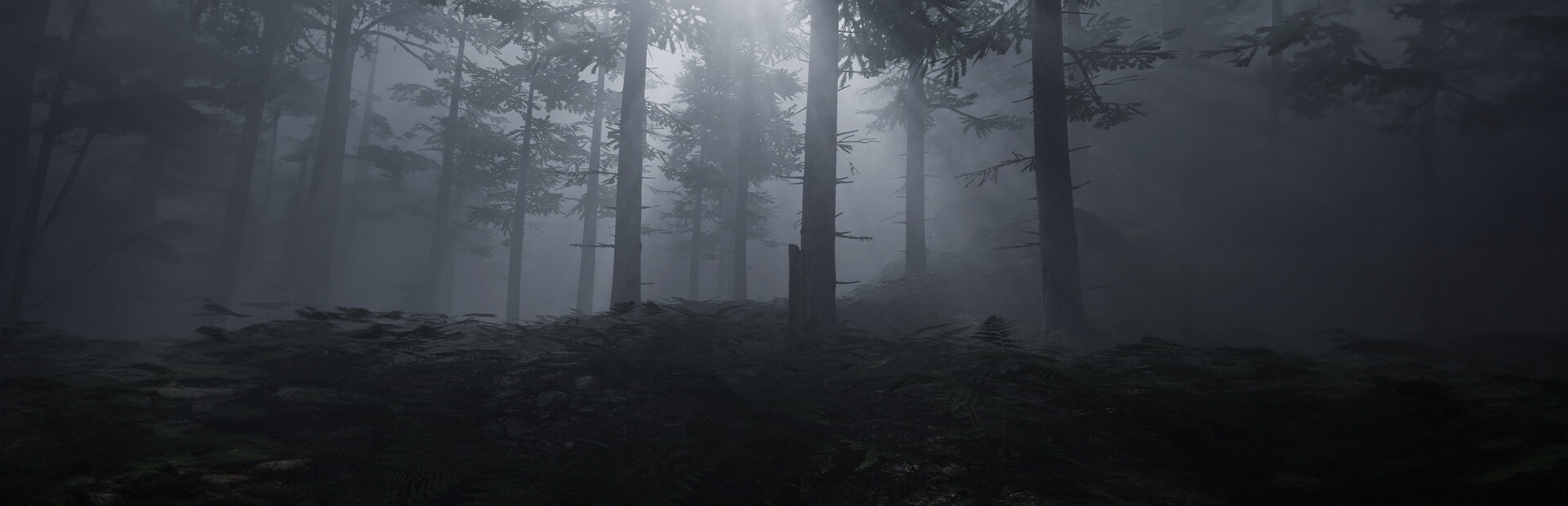 Enigma Of Forest