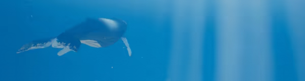 Whale Singer: Rise of the Leviathan video 4