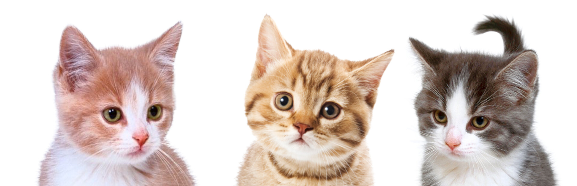 Cats Clicker