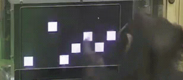 Chimp Memory video 2