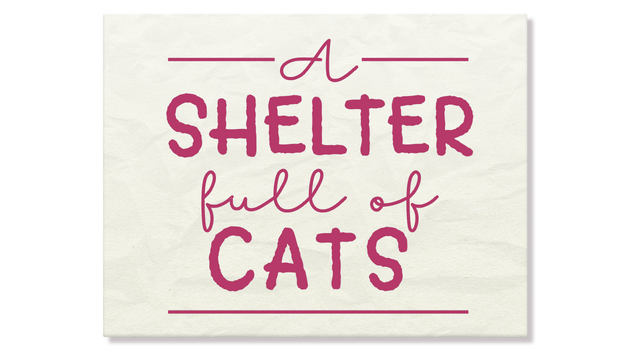 A Shelter Full of Cats