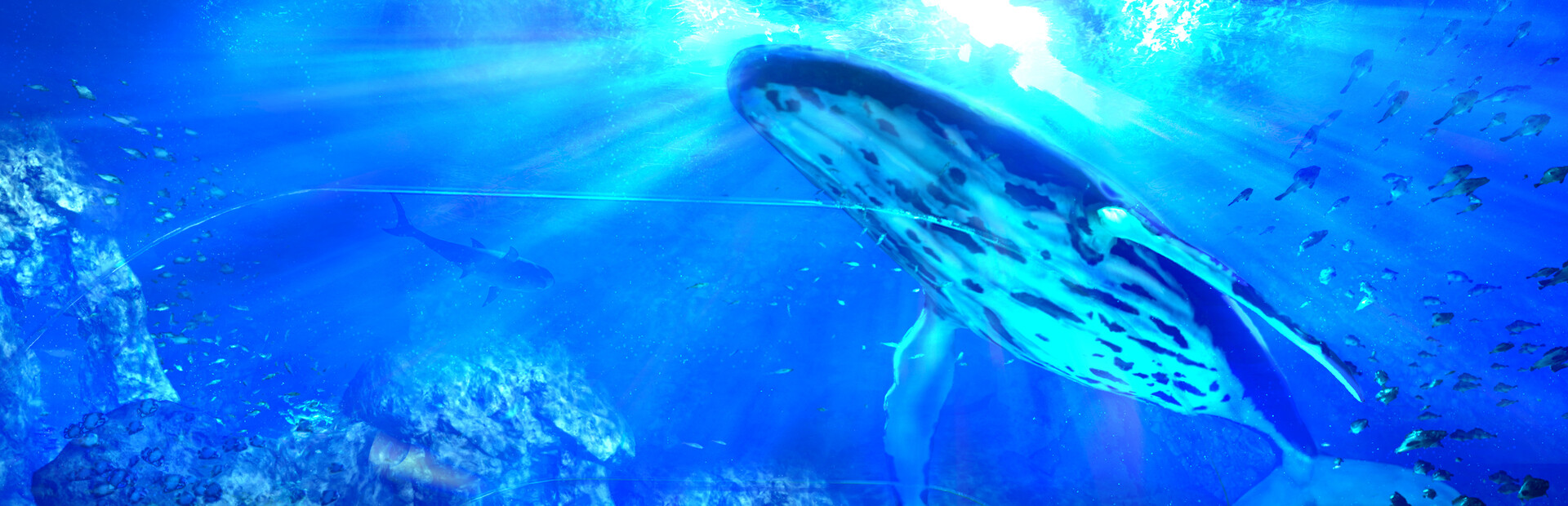 Aquarium at August 32nd
