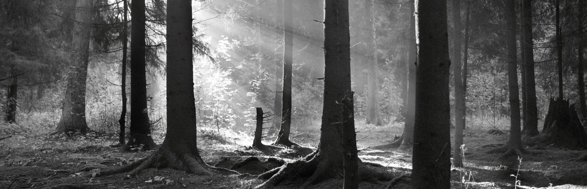 The Beast in the Silent Valley