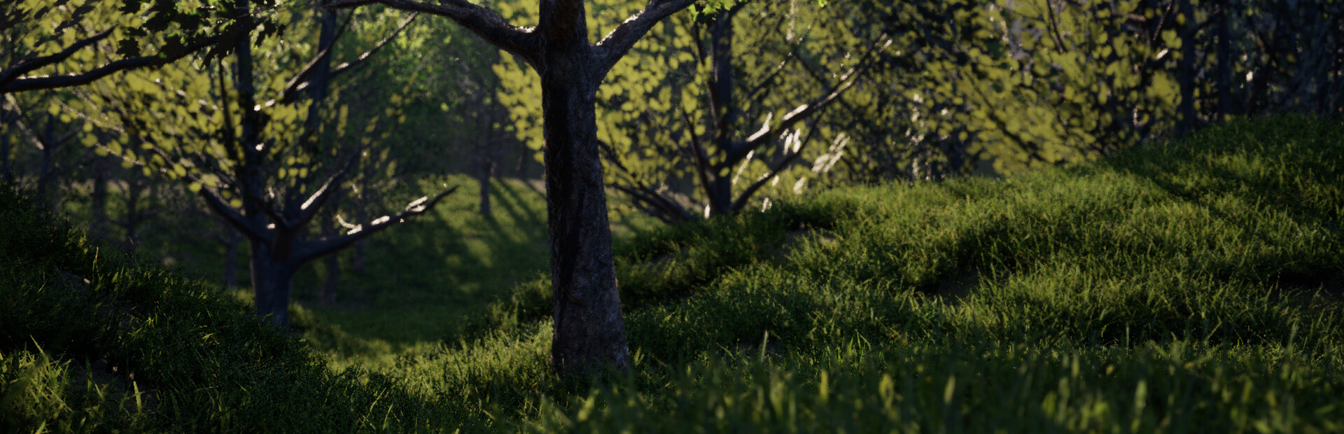 The Back Country