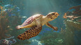 Planet Zoo 2 [OFFLINE] ภาพตัวอย่าง 2