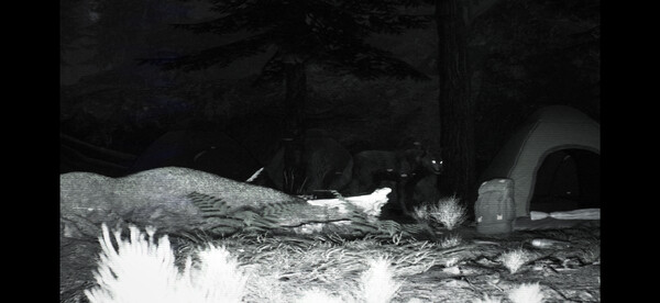 Скриншот из TRAILCAM Скриншот из TRAILCAM