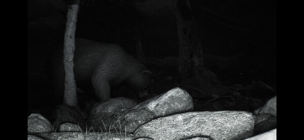 Скриншот из TRAILCAM Скриншот из TRAILCAM