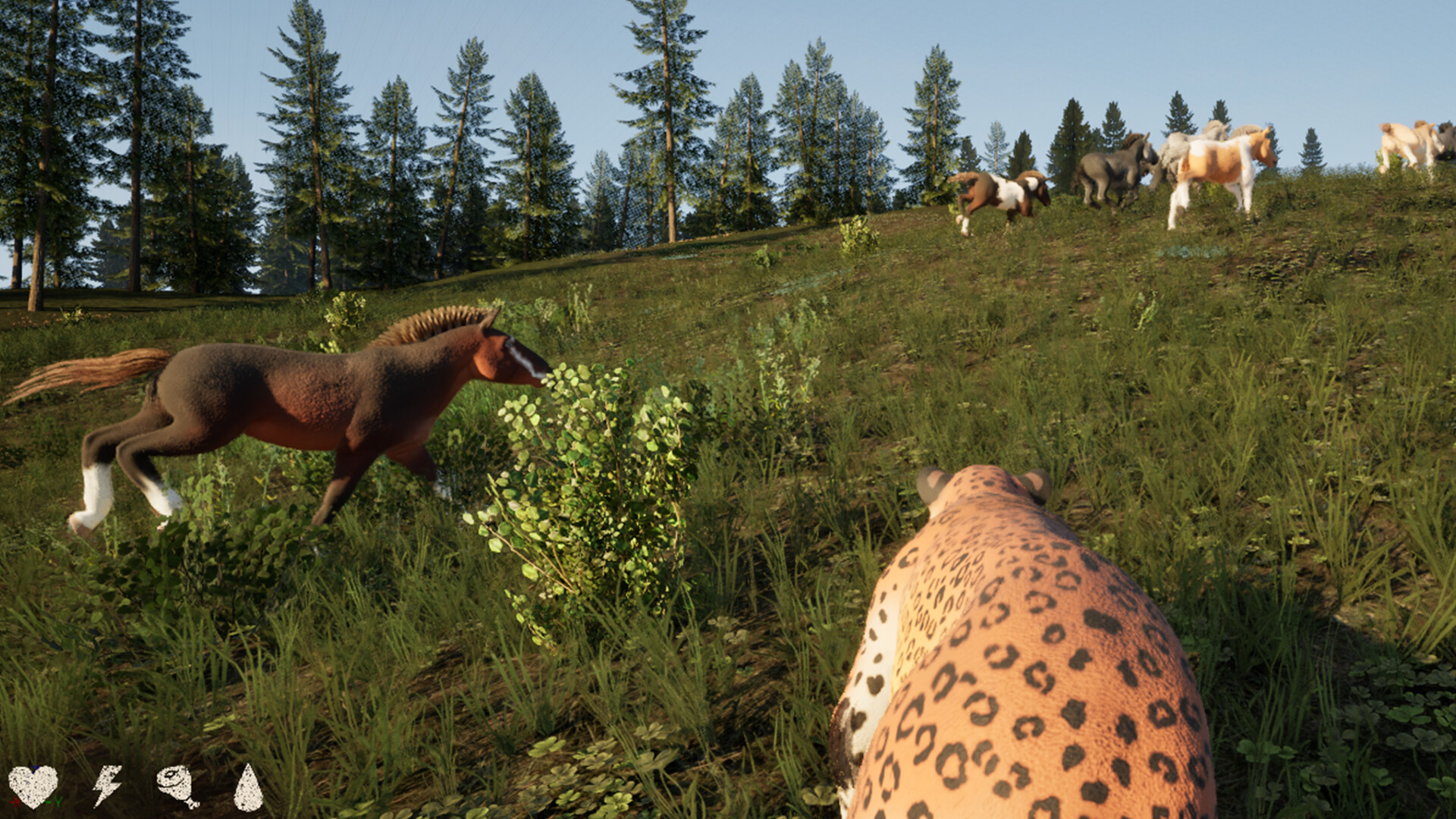 The Wild