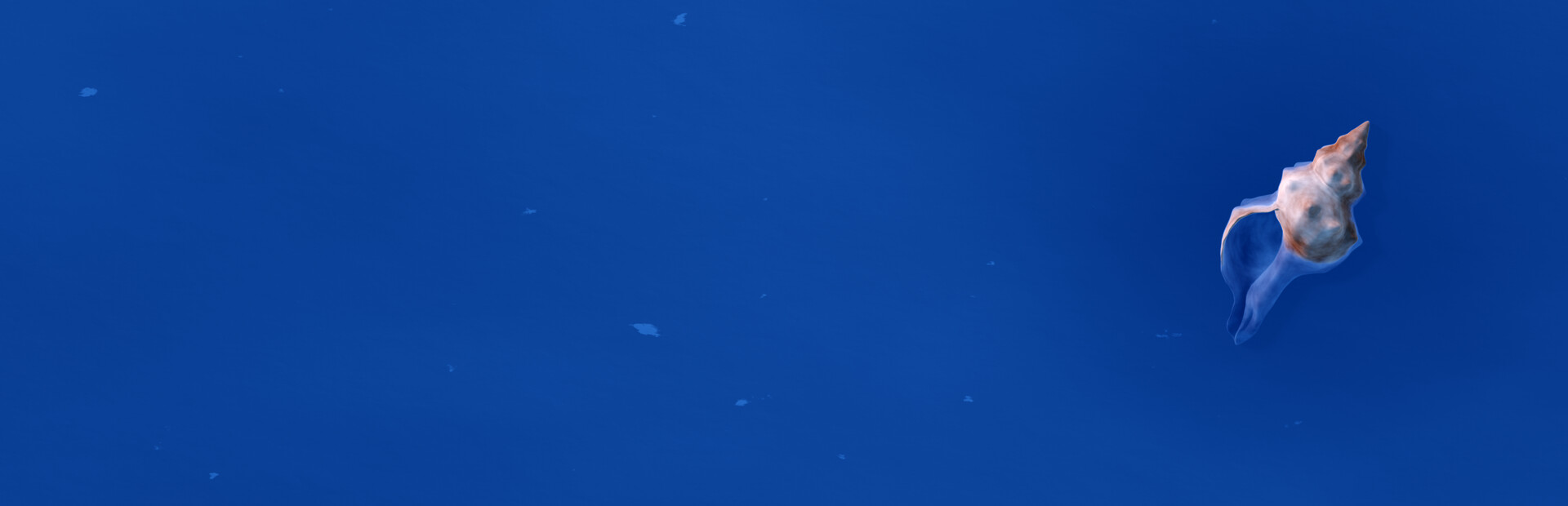 Satelital
