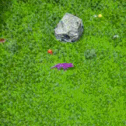 Canis Watch video 3