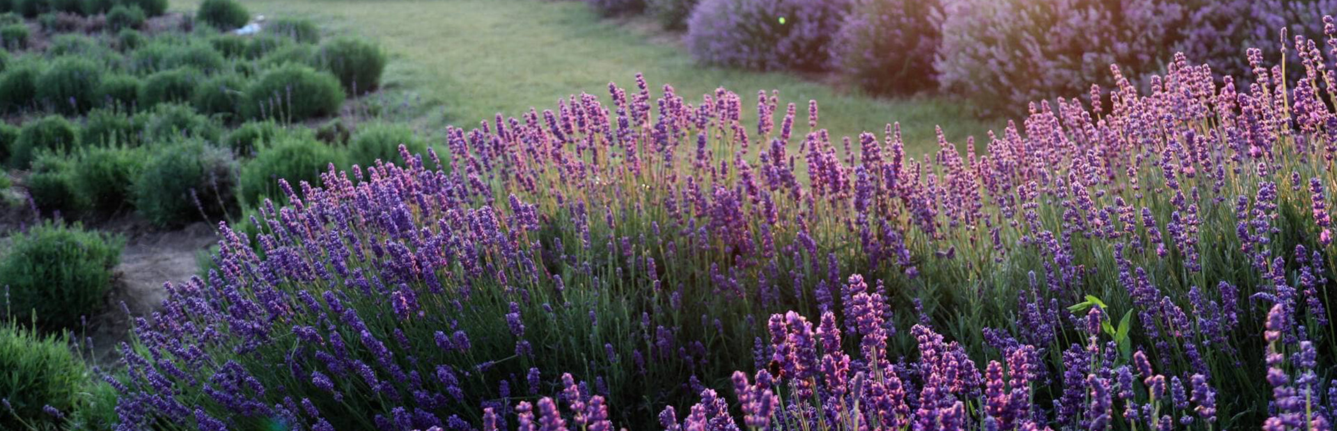 Solitaire Flowerscapes