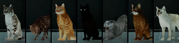 Catfall video 3