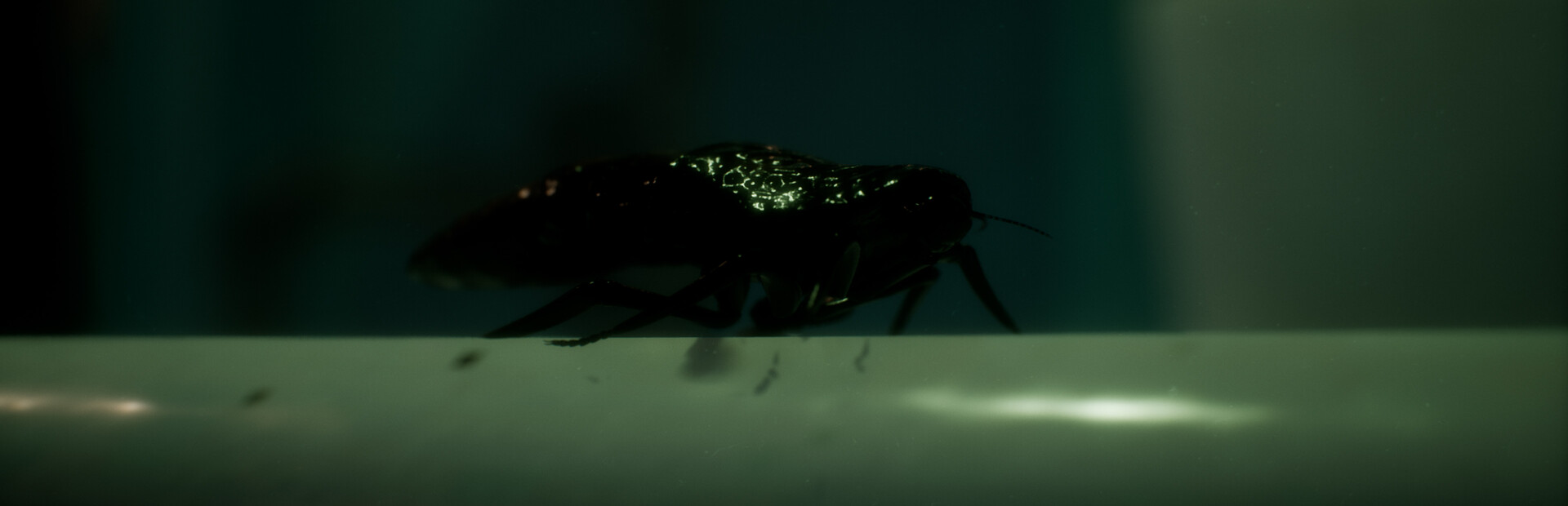 Lurking Within