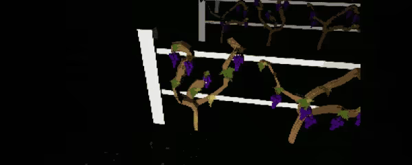 Vineyard video 2