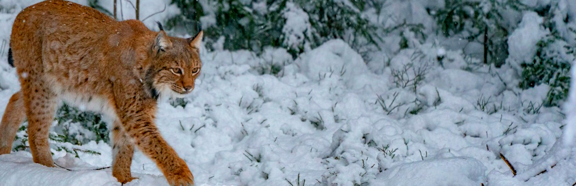 Wild Lynx Jigsaw