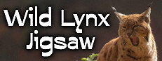Wild Lynx Jigsaw