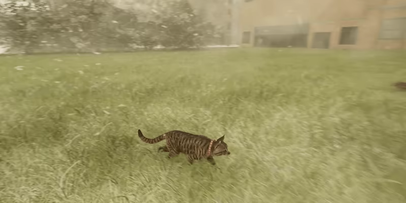City of Cats video 12