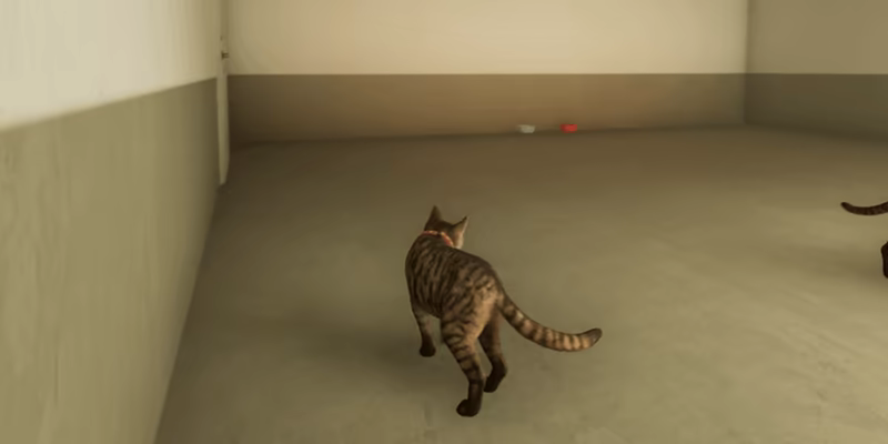 City of Cats video 10