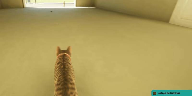 City of Cats video 4