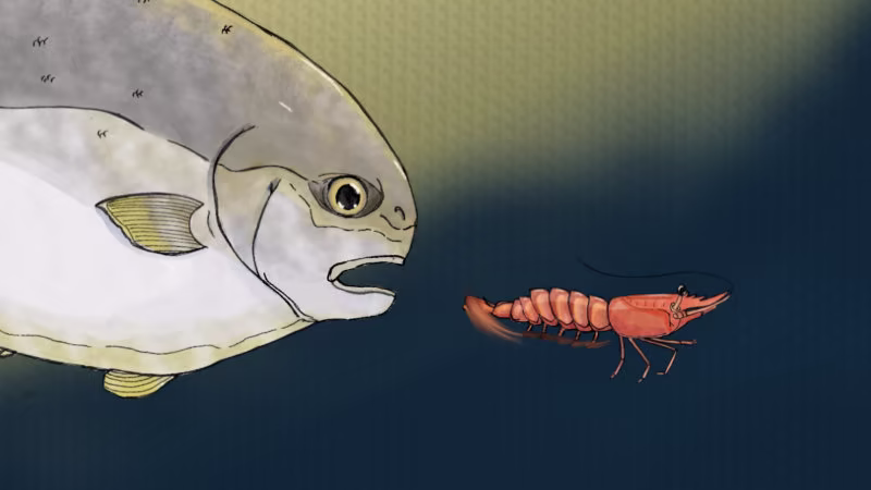 Shrimp Escaping Florida Pompano