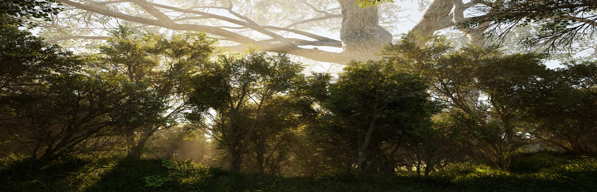 Calming Forest