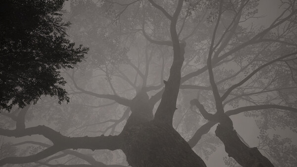 Calming Forest screenshot 5