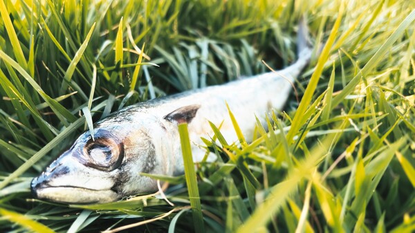 The Empty House - A Dementia Interactive Experience.