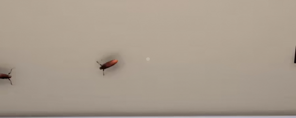 Bug Cleaners video 1