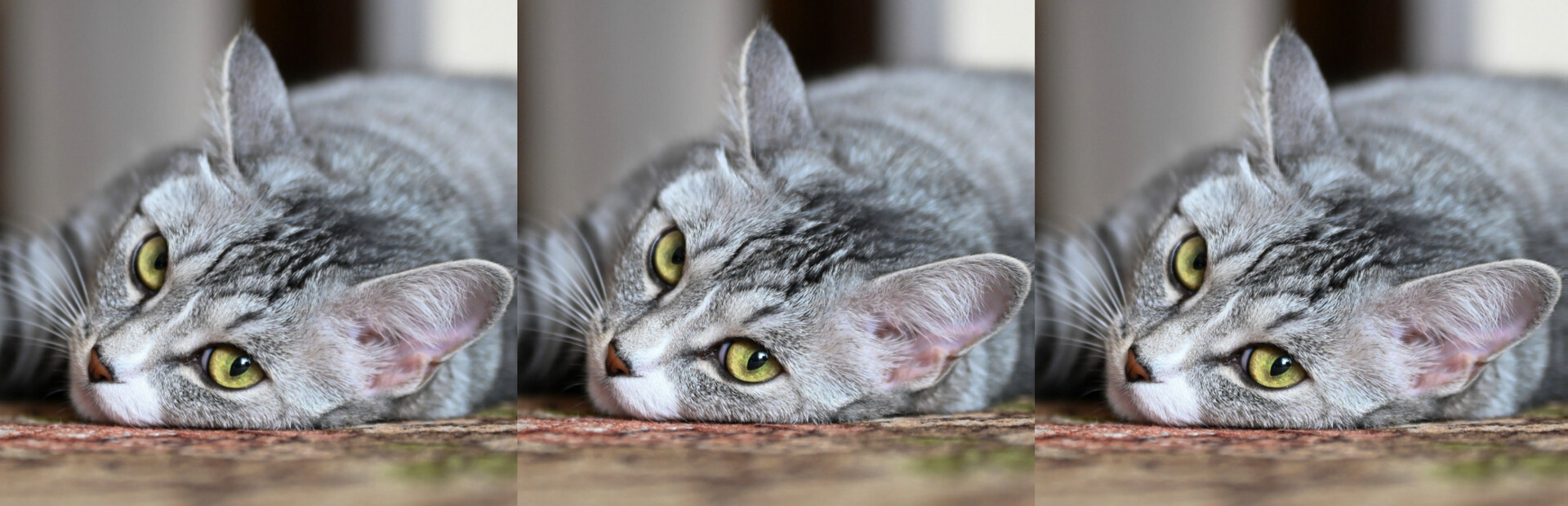 hgmGame-cat