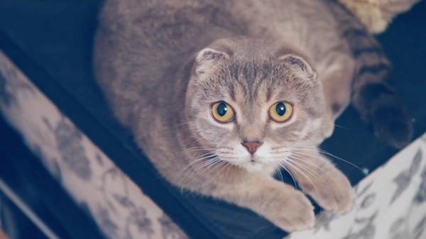 Make it indie! screenshot 3