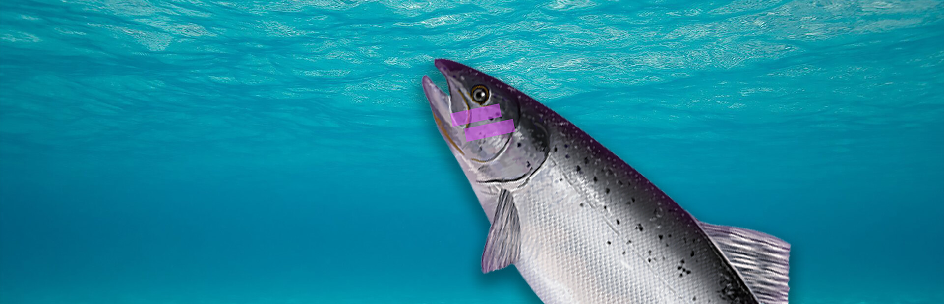 Plenty of Fish in the Sea