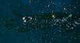Screenshot #7