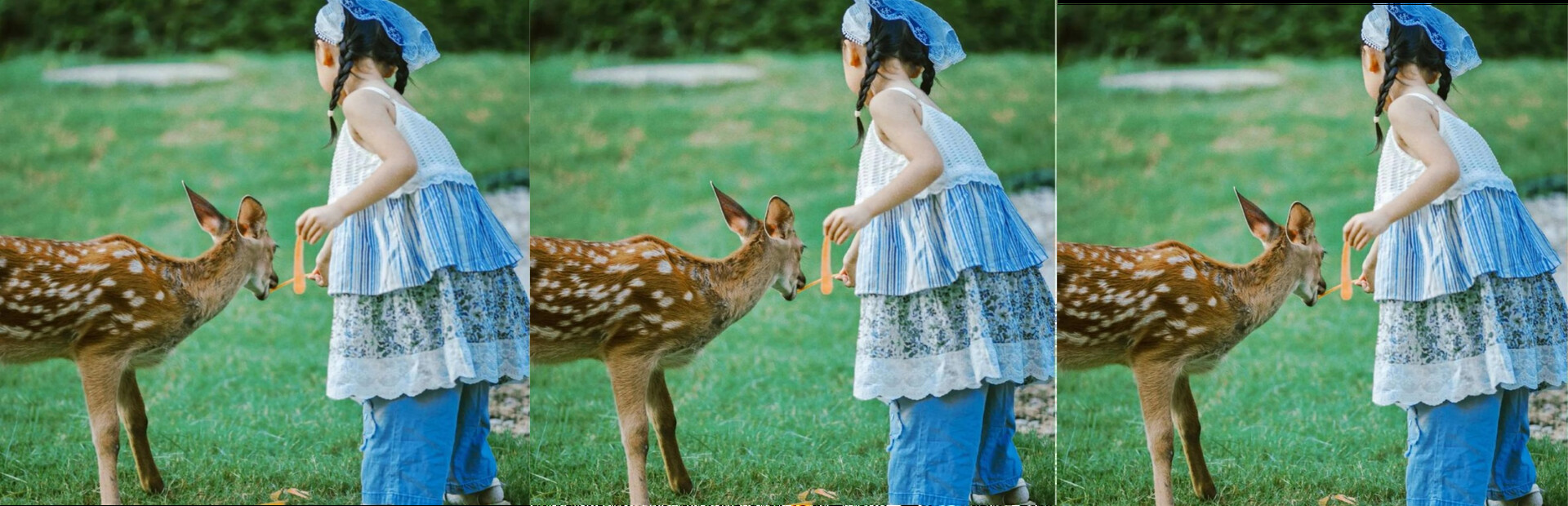 deer