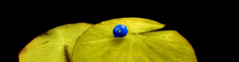 Grenouilles 3D video 2