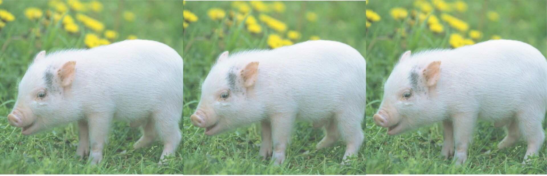 hgmGame-pig