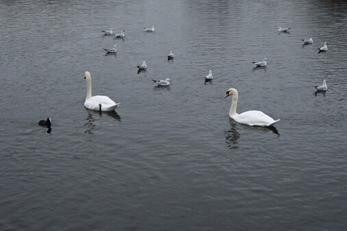 Survive: Gothic Hoard Playtest screenshot 1