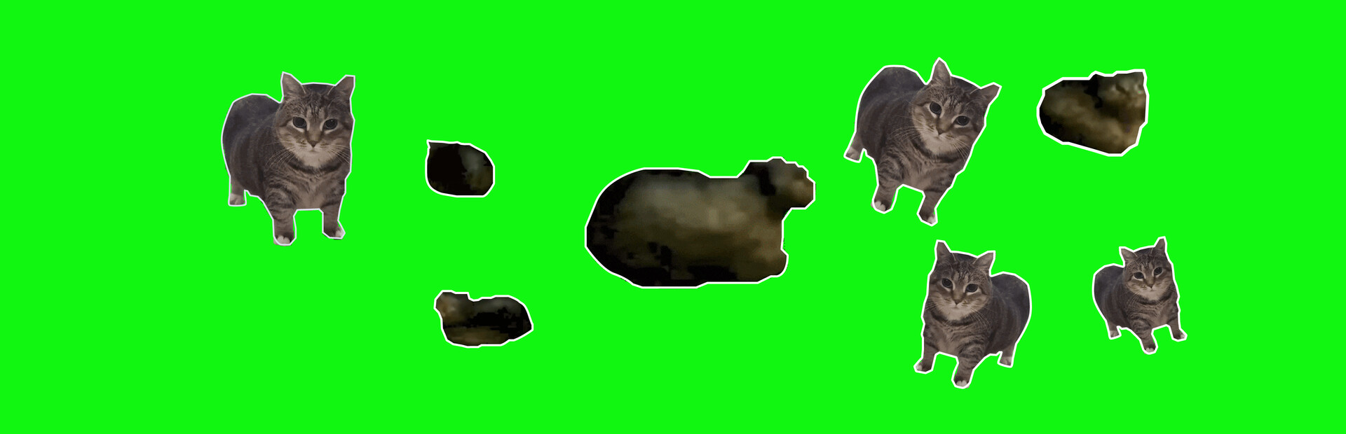 OiiAi Cat