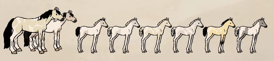 Horses of Hoofprint Bay video 4
