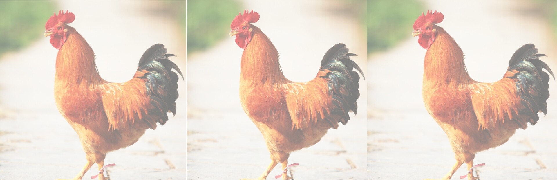 hgmGame-rooster