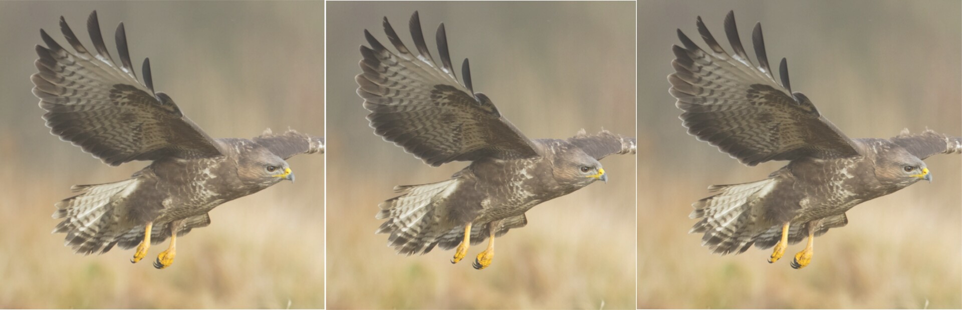 hgmGame-eagle